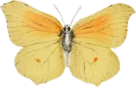 butterfly-1