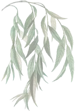 daun-1