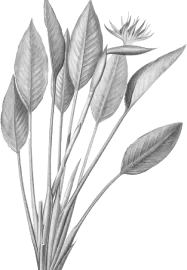 daun-3
