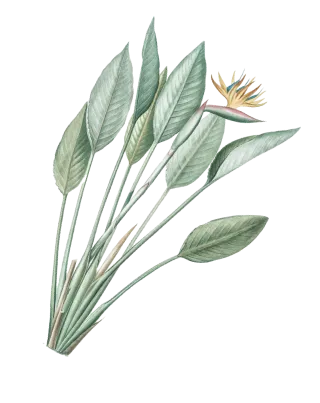 daun-4