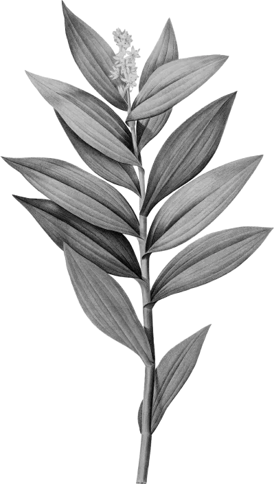 floral-2