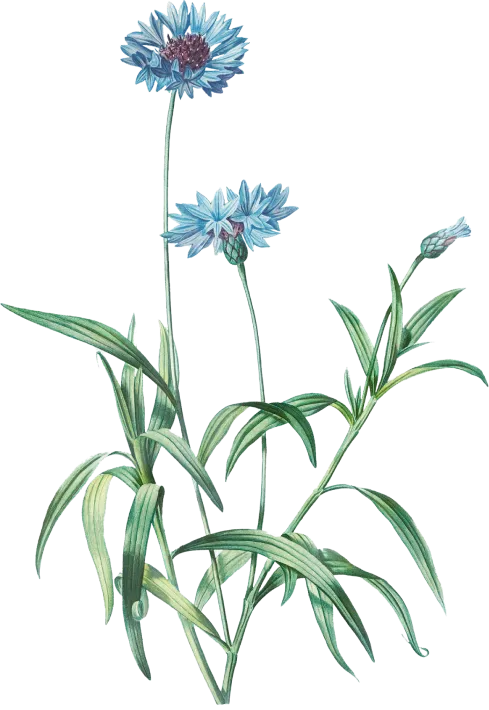 blue-flower