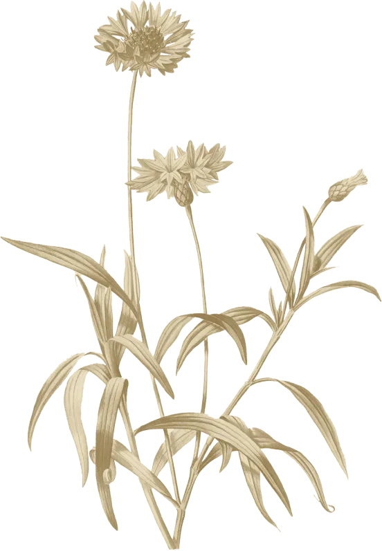gold-flower